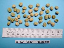 Click for 3 image(s) for this accession. Image